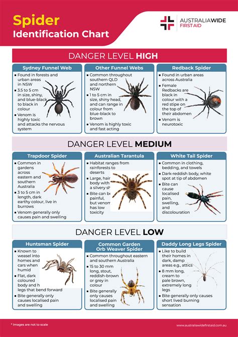 Spider.